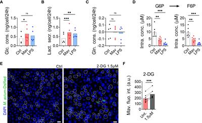 Pyruvate Supports RET-Dependent Mitochondrial ROS Production to Control Mycobacterium avium Infection in Human Primary Macrophages